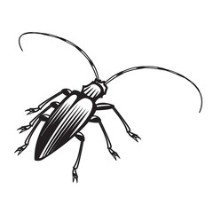 beetle
