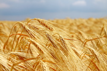 yellow wheat field