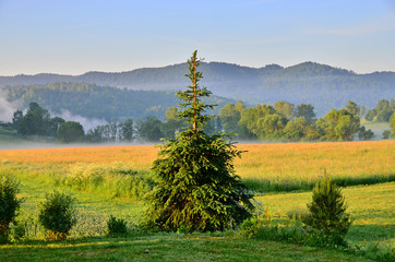 Fototapeta premium Misty morning in mountains (Bieszczady, Poland)