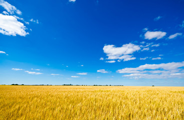 Beautiful golden crop meadow in the blue sky