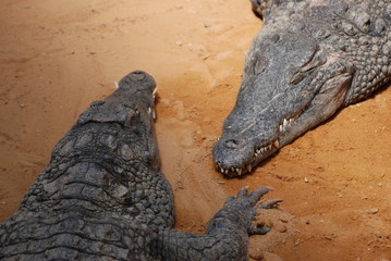 Obraz premium crocodiles