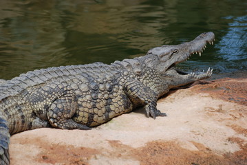 crocodile