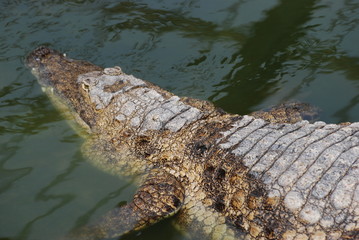 crocodile