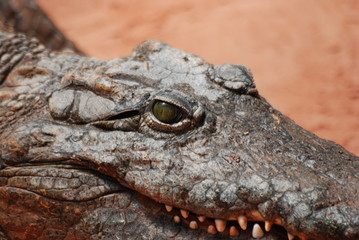 Fototapeta premium crocodile