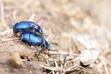 Oreina coerulea leaf beetles mating