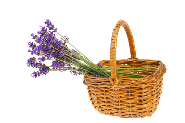Fototapeta na wymiar Bouquet Lavender in basket