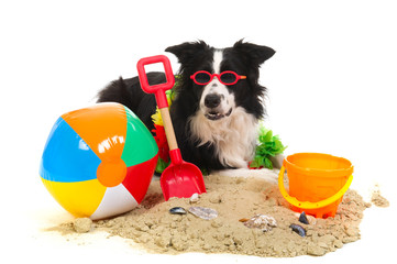 Dog on vacation - obrazy, fototapety, plakaty