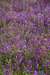Campo florido - flowers in the field