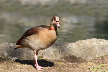 Egyptian Goose