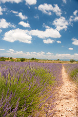 Fototapeta na wymiar Lavender in the French Provence