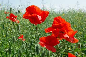 flowers