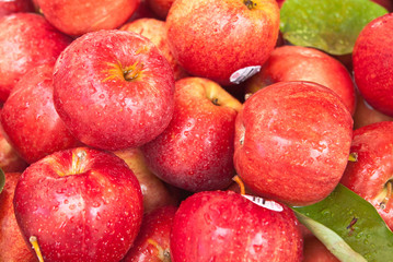 Lots of red ripe apple with drop