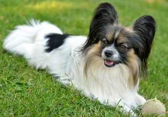 papillon or butterfly dog