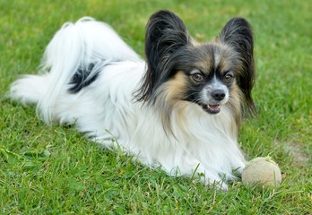 chien de race papillon