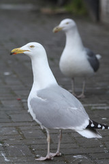 Couple of sea gulls
