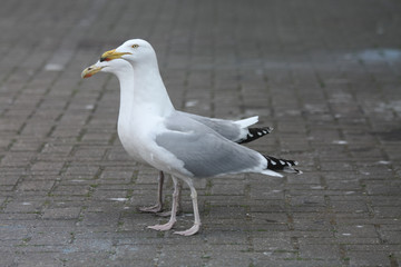 Couple of sea gulls