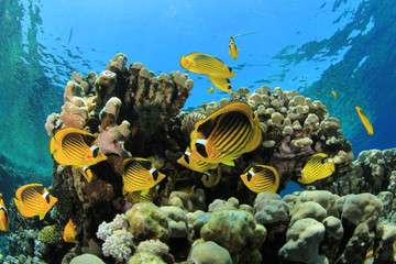 Fototapeta na wymiar Coral and Fish (Butterflyfish) on Tropical Reef