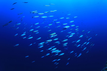 Shoal of Fish: Red Sea Fusiliers in blue water