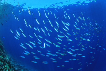 Fototapeta na wymiar Ławica ryb: Red Sea Fusiliers w Blue Water