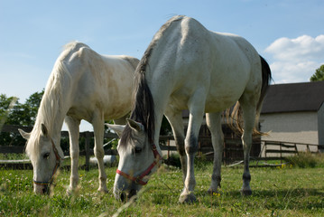 Obraz premium horse