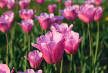 Fototapeta premium Tulips