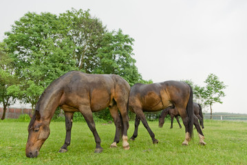 Fototapeta premium horse