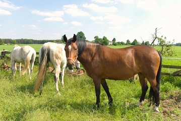Obraz premium horse