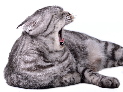 Scottish Fold Cat Yawning Isolated