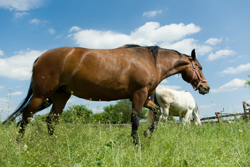 Obraz premium horse