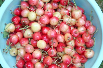 Cueillette cerises bigarreau napoléon