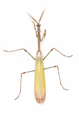 praying mantis isolated on white background