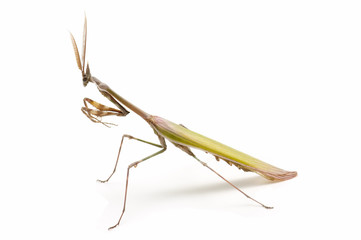 praying mantis isolated on white background
