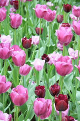 Fototapeta premium Different shades of purple tulips