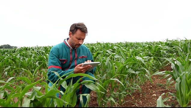 Farmer with electronic tablet analysing corn field