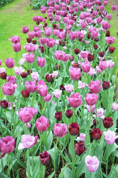 Different shades of purple tulips