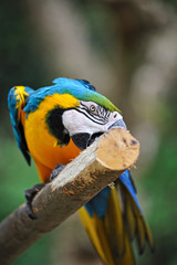 ルリコンゴウインコ