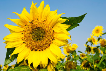 Big sunflower with flying bee