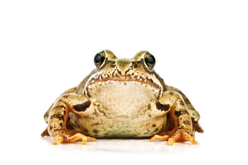 frog