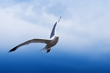 seagull