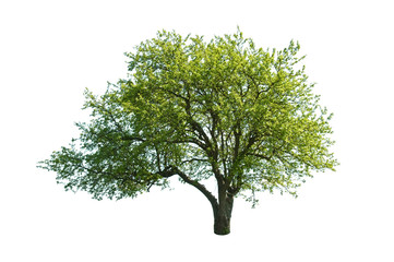 Obraz premium tree