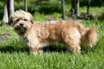 Fototapeten Kleiner brauner Hund, der im Gras steht © 11afotografie