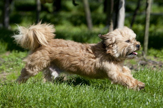 little brown dog running from left to right in the photo