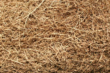 Close up of bird nest