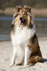 Scotch Collie sitting on the beach near a lake