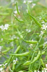 ダイコンの花と種