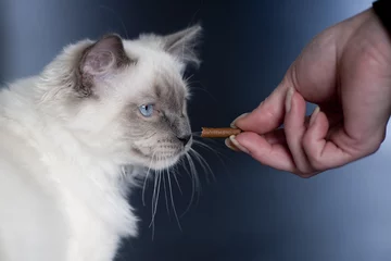 Foto auf Leinwand Ragdoll-Katze bekommt Süßigkeiten von seinem Besitzer © 11afotografie