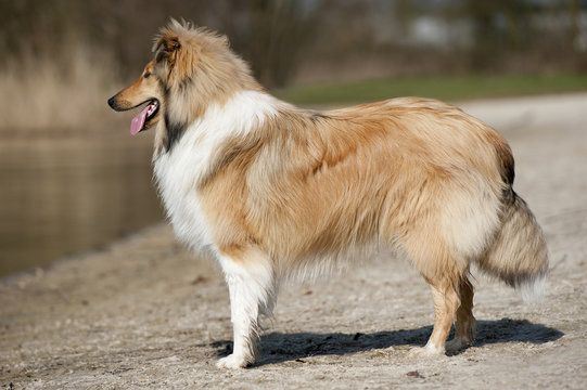 Scotch Collie standing on the beach near a lake,