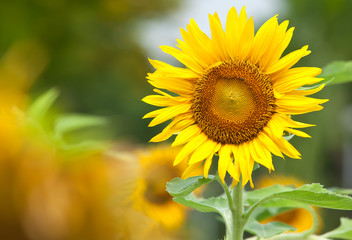 Fototapeta premium Sunflower