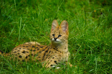 portrait de bébé serval couché dans l'herbe