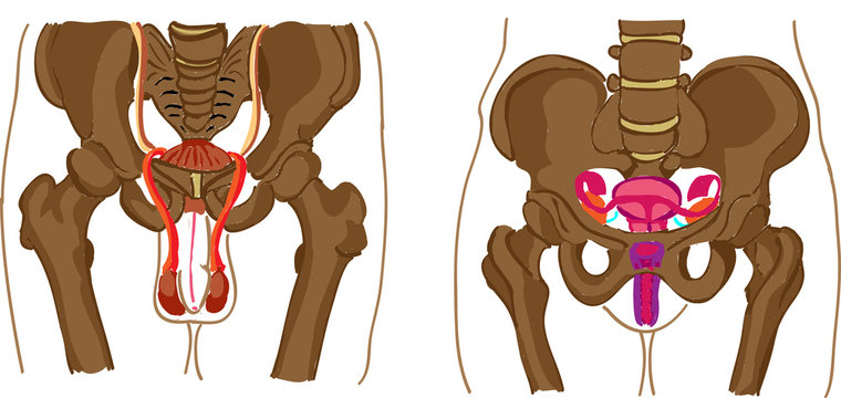 anatomia bacino uomo e donna